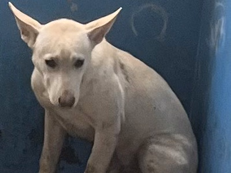 Tan adult male mixed-breed dog, Large, shelter no. …6001