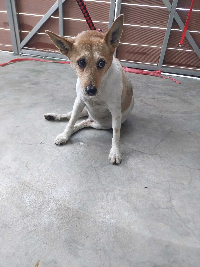 Tan-and-white adult male mixed-breed dog, Medium, shelter no. …5001