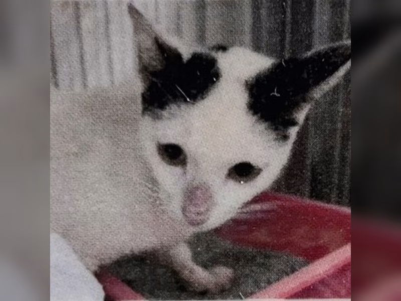 Black-and-white adult female mixed-breed cat, Large, shelter no. …0008