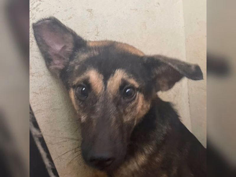 ミックス犬(メス・若い・黒と茶)、中型, 施設番号 …8004