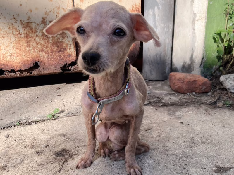 miniature poodle (Babae, Matanda na, kayumanggi), Maliit, blg. ng shelter …8001