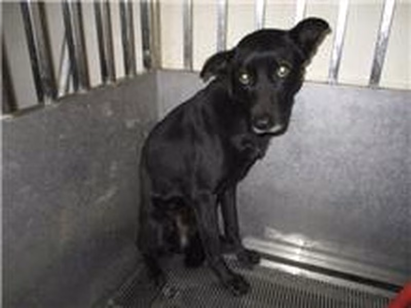 Black adult male mixed-breed dog, Medium, shelter no. …3001