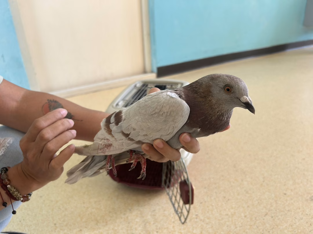 Gray adult mixed-breed other, Small, shelter no. …5006