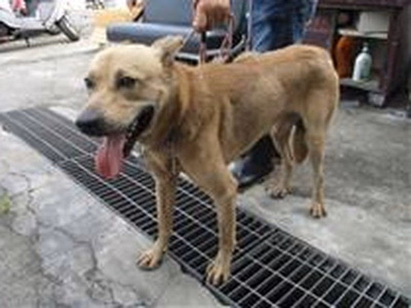 Tan adult male mixed-breed dog, Medium, shelter no. …3191