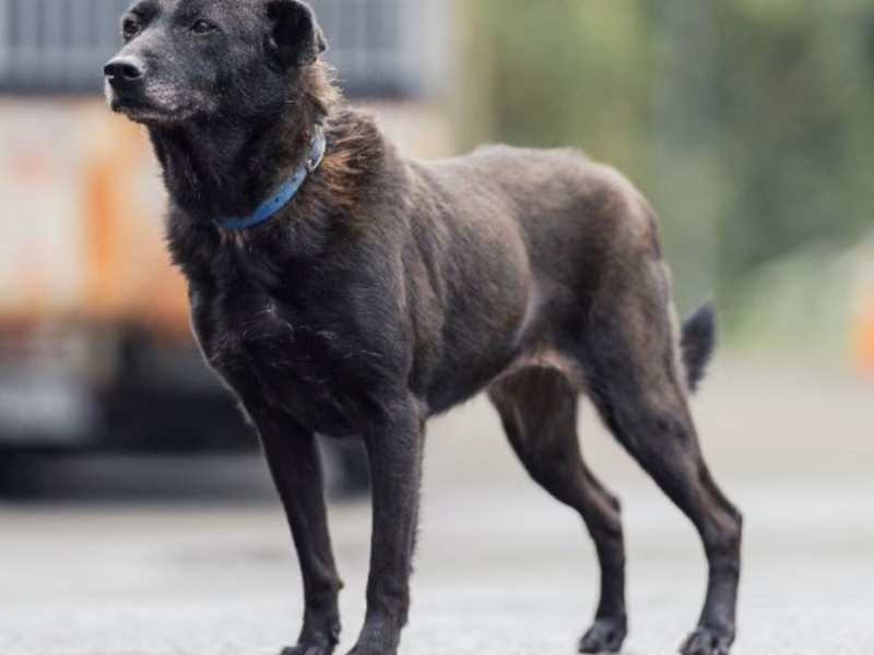 Black adult female mixed-breed dog, Medium, shelter no. …1402