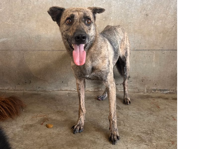Tabby adult female mixed-breed dog, Large, shelter no. …5008
