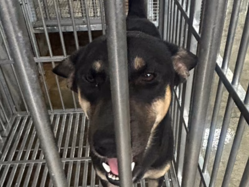 Black-and-tan adult male mixed-breed dog, Large, shelter no. …4014