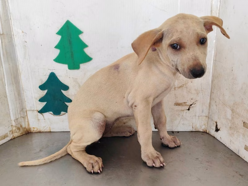 White young female mixed-breed dog, Medium, shelter no. …1714