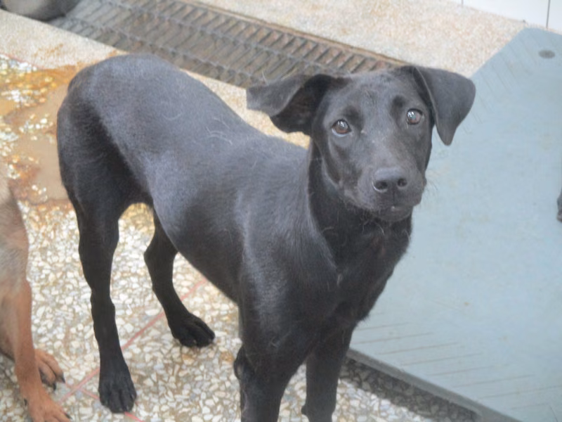 Black adult female mixed-breed dog, Large, shelter no. …0A25