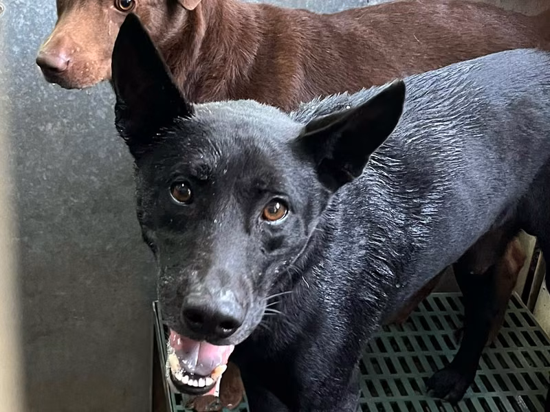 Black adult male mixed-breed dog, Medium, shelter no. …9015
