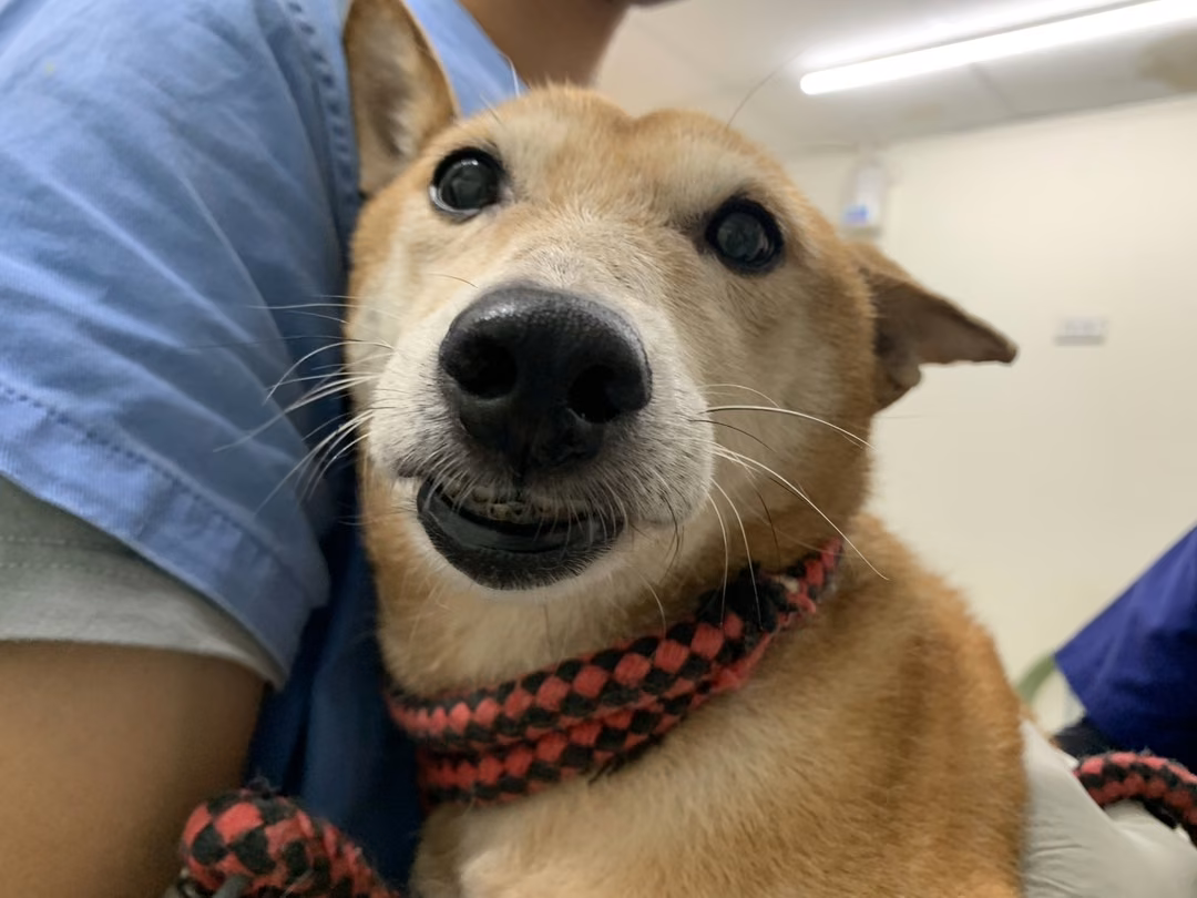 Tan adult female mixed-breed dog, Medium, shelter no. …1904