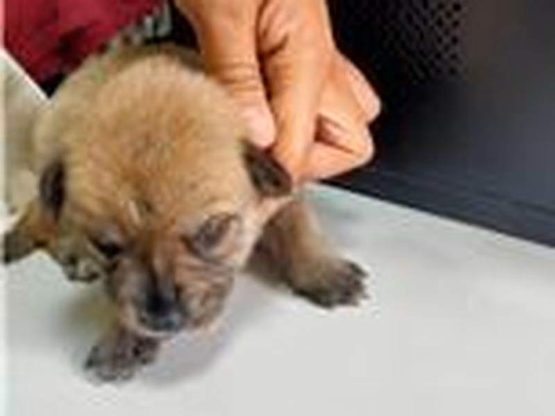 Tan young male mixed-breed dog, Small, shelter no. …4003