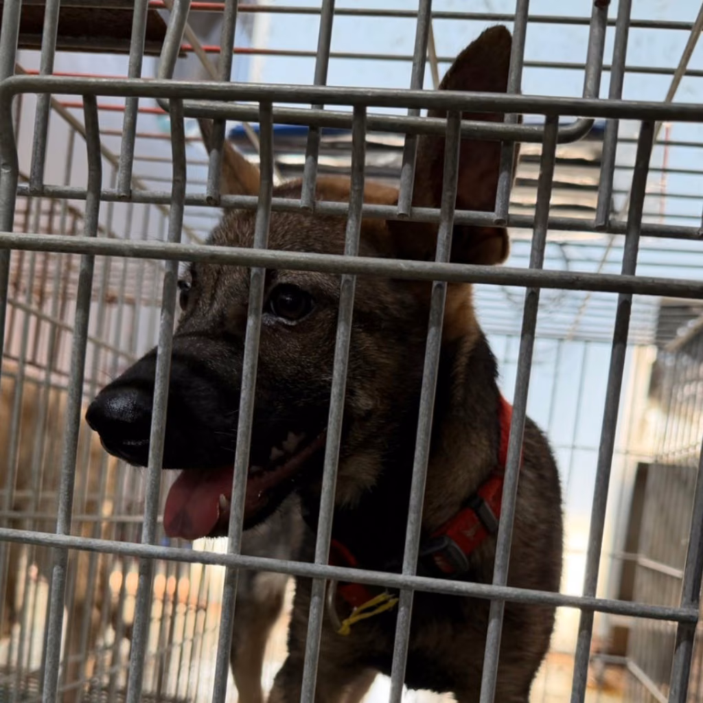 Black-and-tan adult male mixed-breed dog, Medium, shelter no. …6-04