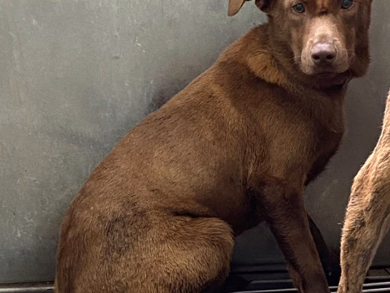 Brown adult male mixed-breed dog, Medium, shelter no. …5002