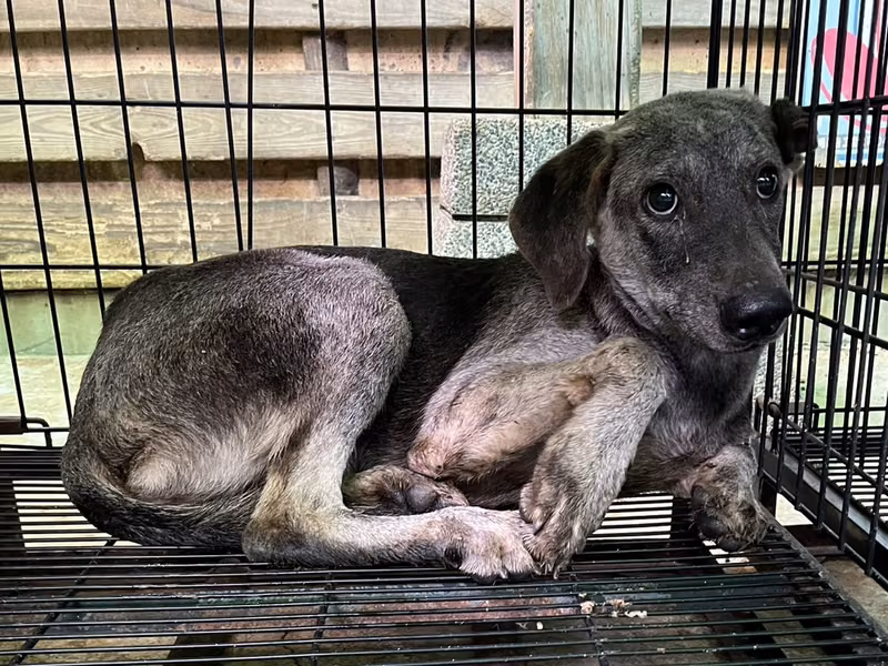 Gray-and-black adult male mixed-breed dog, Medium, shelter no. …3008