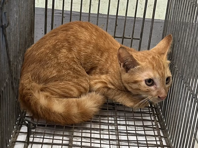 Orange tabby young male mixed-breed cat, Small, shelter no. …9C06