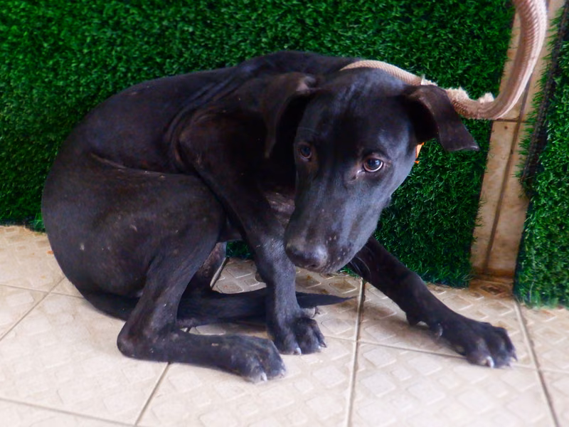 Black adult male mixed-breed dog, Medium, shelter no. …4585