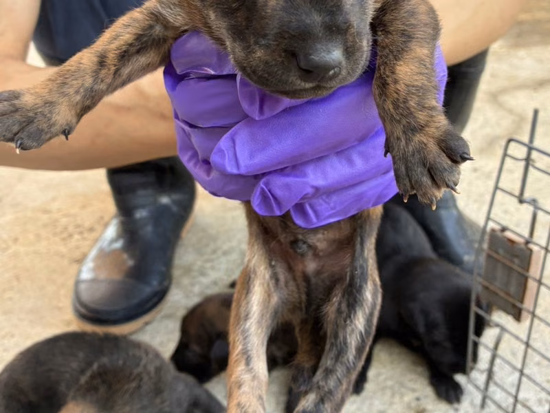 Tabby young male mixed-breed dog, Small, shelter no. …6012