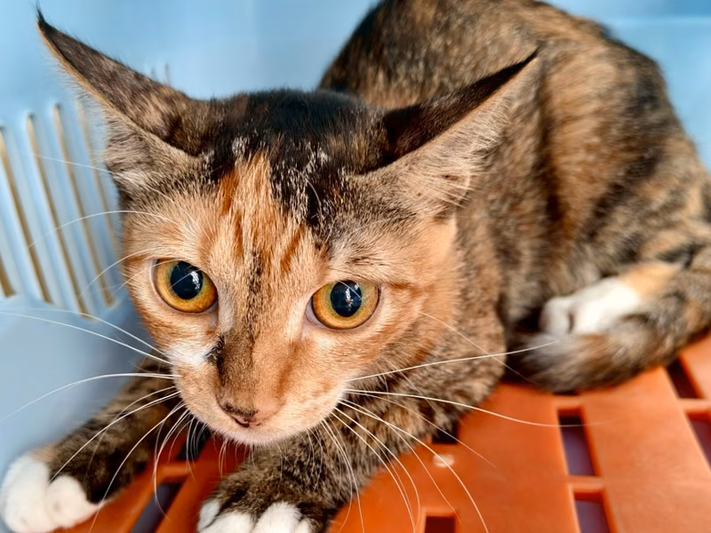 Calico adult female mixed-breed cat, Medium, shelter no. …7005