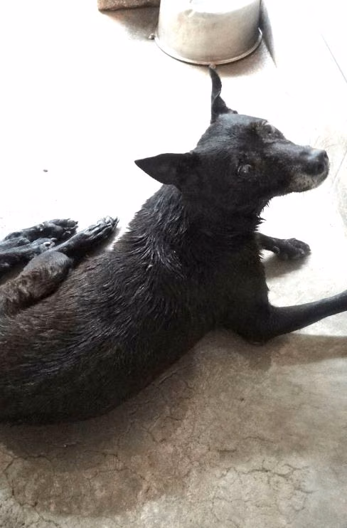 Black adult male mixed-breed dog, Large, shelter no. …1613