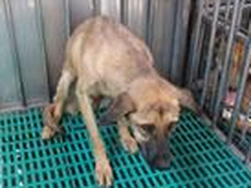 Tan adult female mixed-breed dog, Medium, shelter no. …8580
