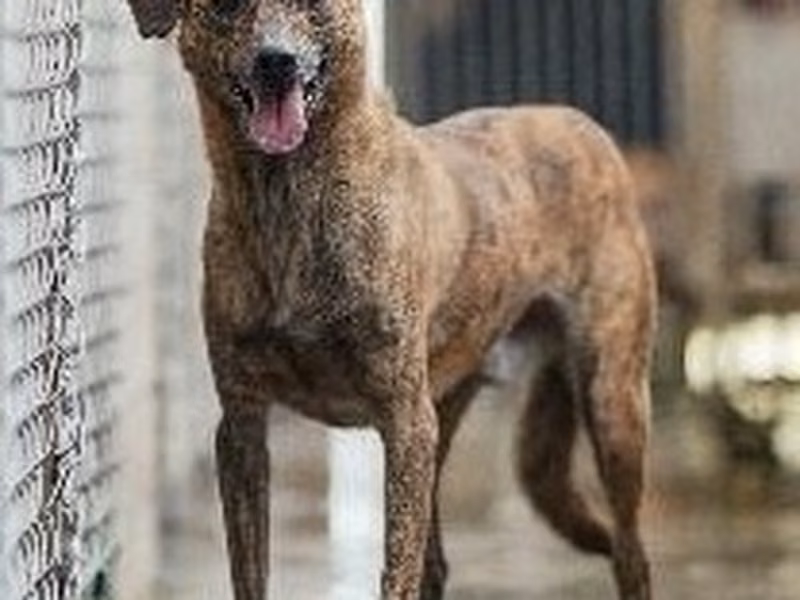 Tabby adult male mixed-breed dog, Medium, shelter no. …7002