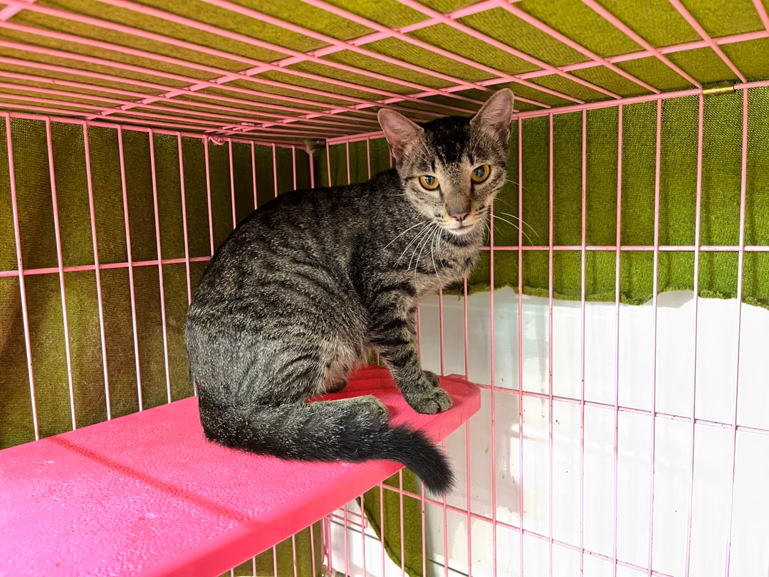 Tabby adult female mixed-breed cat, Medium, shelter no. …2104