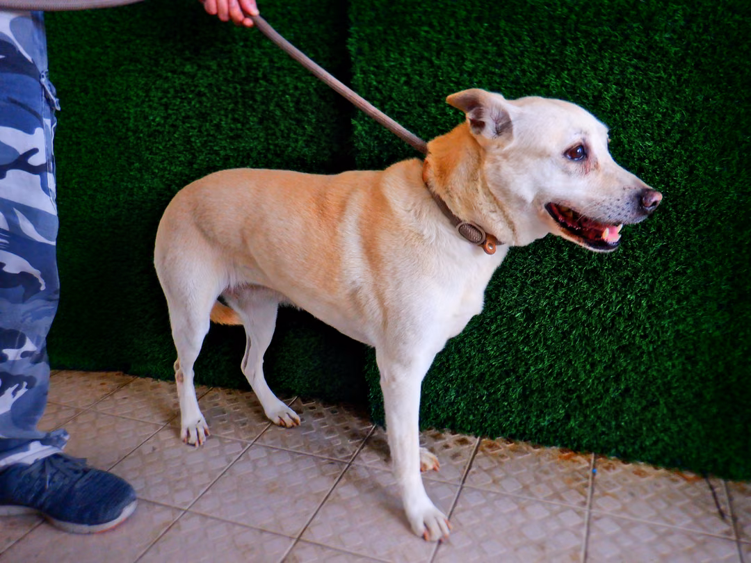 Tan adult female mixed-breed dog, Medium, shelter no. …9137