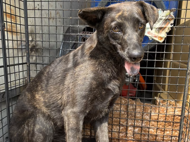 Black tabby adult female mixed-breed dog, Medium, shelter no. …8012