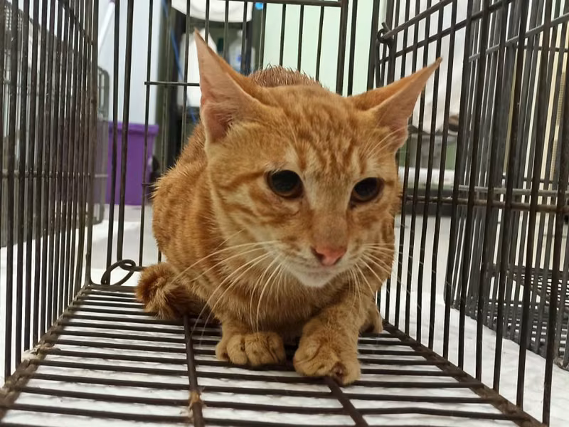 Orange tabby adult male mixed-breed cat, Small, shelter no. …8C05