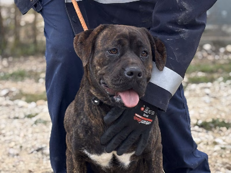Filipa, Adult · Female · American Staffordshire Terrier
