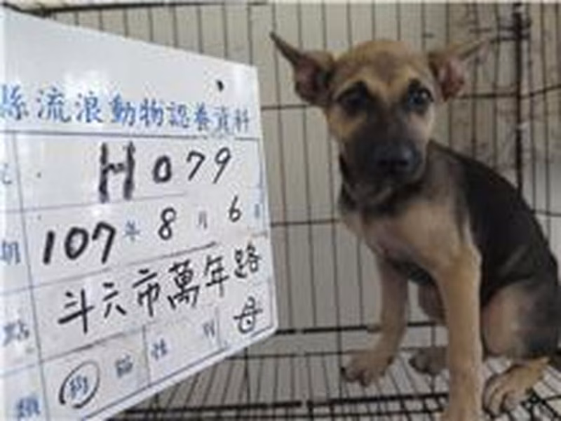 Black-and-tan adult female mixed-breed dog, Large, shelter no. …079D