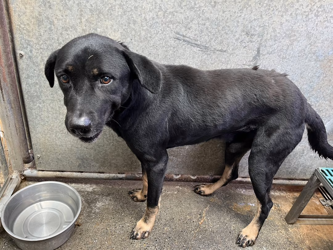 Black-and-tan adult male mixed-breed dog, Medium, shelter no. …4001