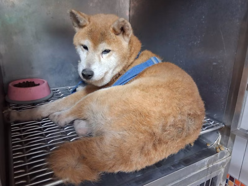 Tan adult female Shiba Inu, Large, shelter no. …14W8