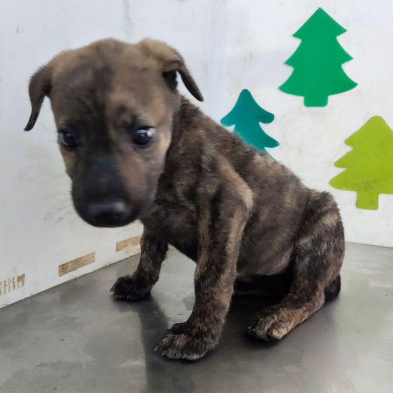 Tabby young female mixed-breed dog, Small, shelter no. …1113