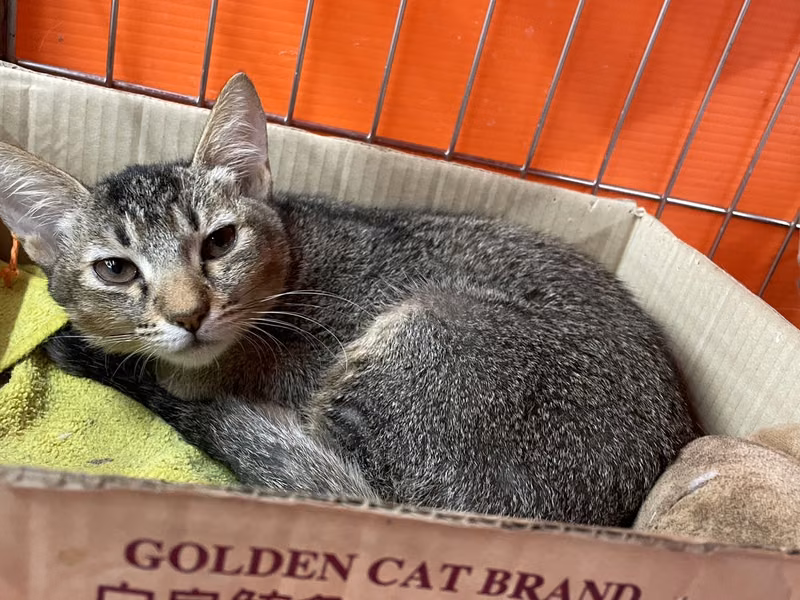 Tabby young female mixed-breed cat, Small, shelter no. …6003