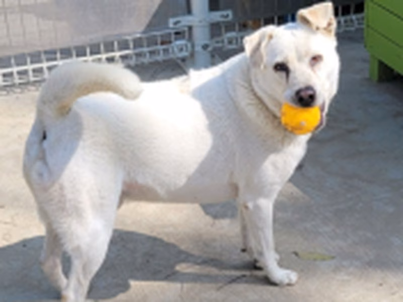 Chien croisé mâle adulte (blanc), Moyen, refuge n° …8-11