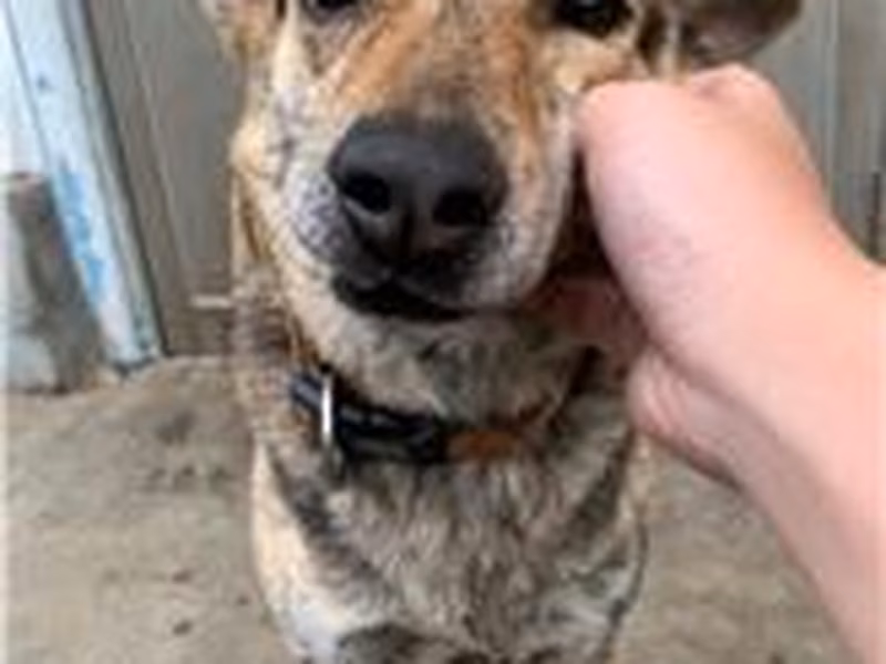 Tan tabby adult male mixed-breed dog, Medium, shelter no. …2002