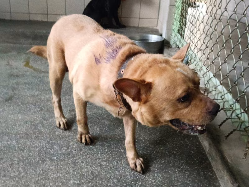 Tan adult male mixed-breed dog, Large, shelter no. …3004