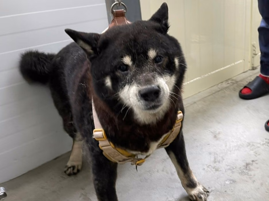 Black-and-white adult male Shiba Inu, Medium, shelter no. …1503