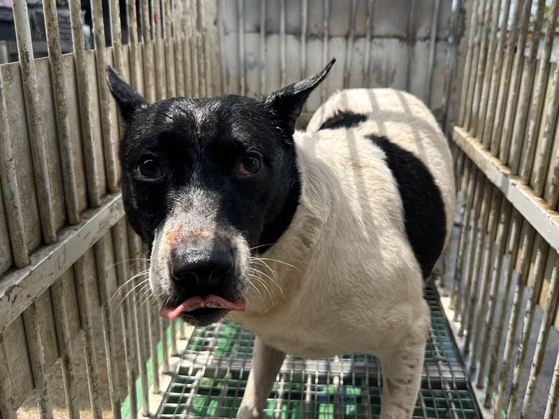 Black-and-white adult male mixed-breed dog, Medium, shelter no. …1006