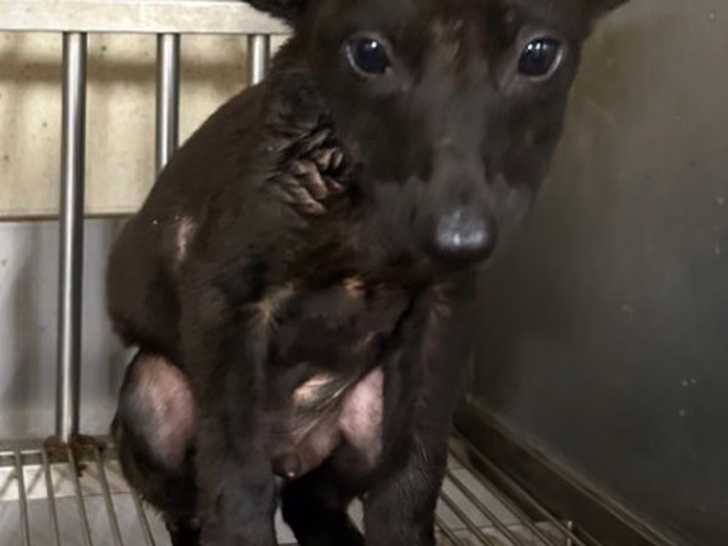 Black young male mixed-breed dog, Small, shelter no. …1004