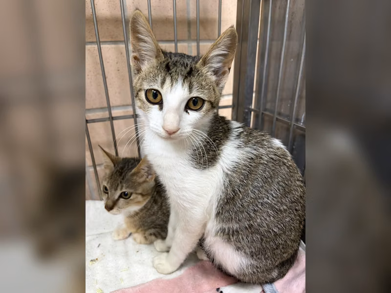 Young female mixed-breed cat, Small, shelter no. …3003