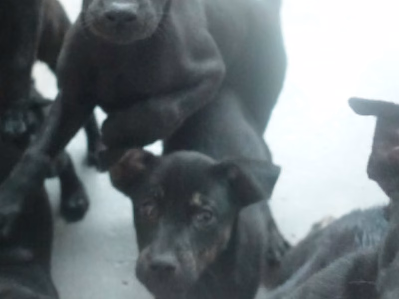 Black young mixed-breed dog, Small, shelter no. …0368
