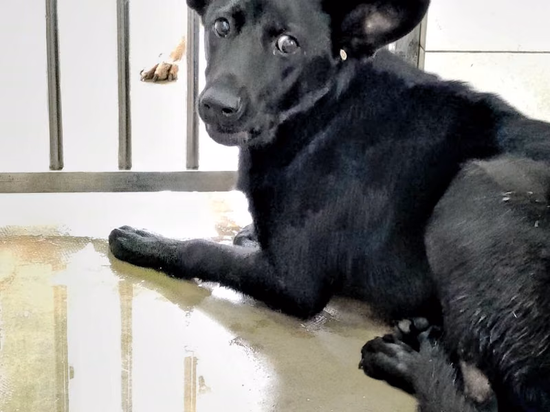 Black young female mixed-breed dog, Medium, shelter no. …4D01