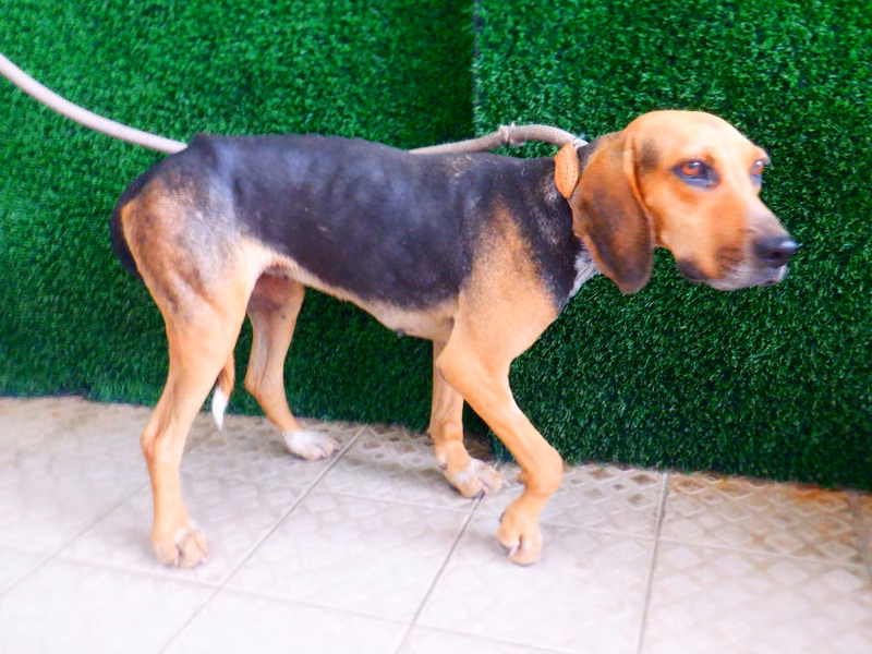 Black-and-tan adult female beagle, Medium, shelter no. …2092