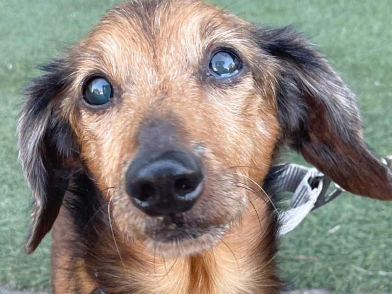 Brown adult male dachshund, Medium, shelter no. …1-03