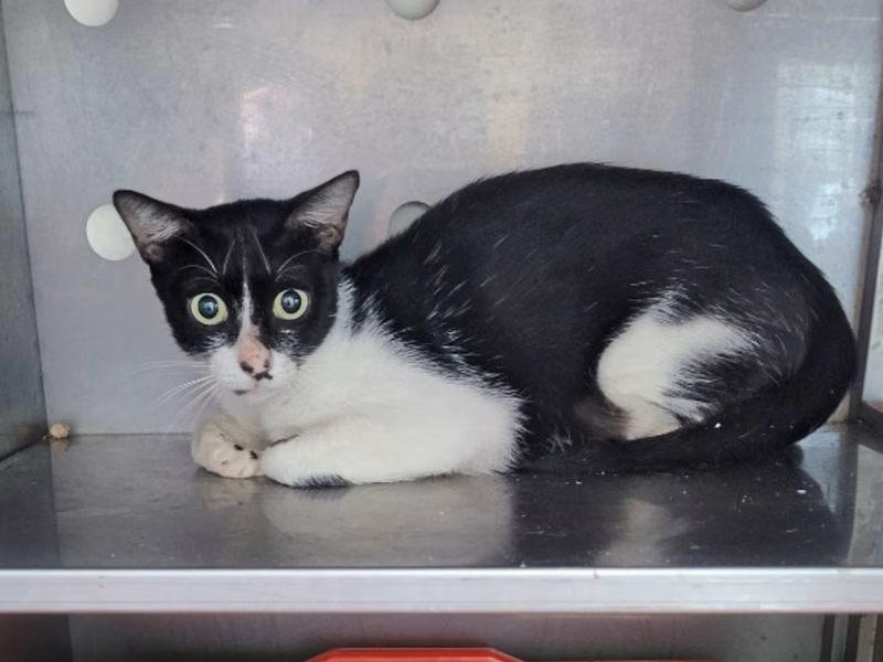 Black-and-white adult female mixed-breed cat, Medium, shelter no. …4001