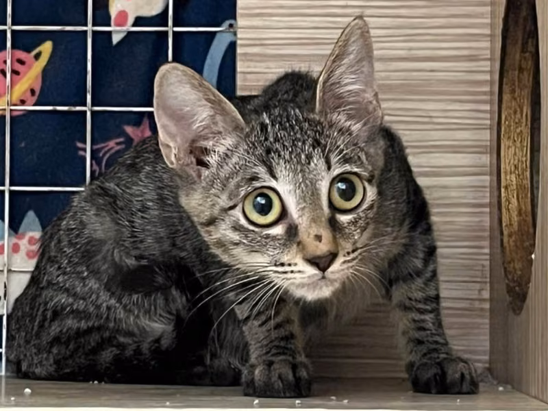 Tabby young female mixed-breed cat, Small, shelter no. …1-01