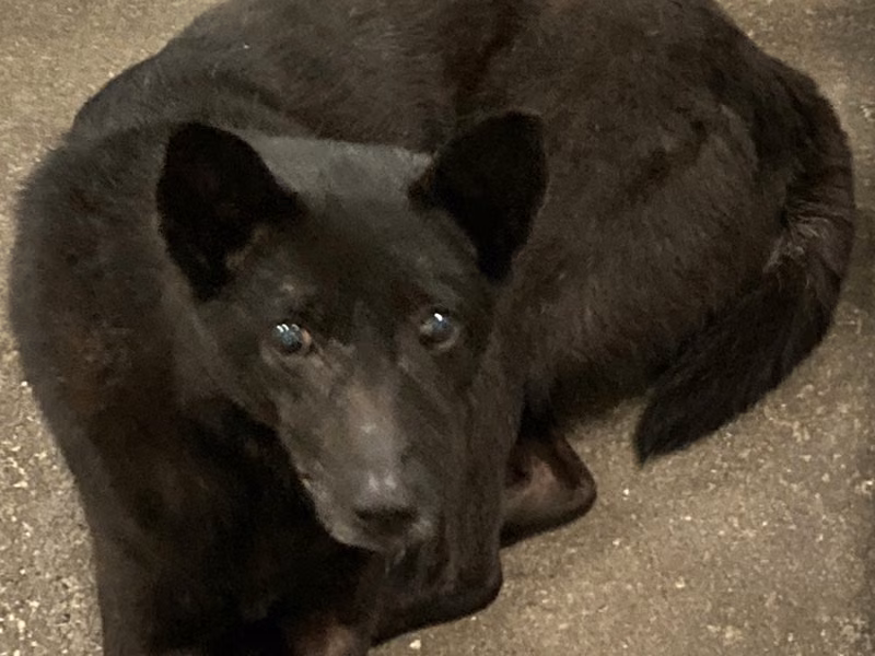 Black adult female mixed-breed dog, Medium, shelter no. …1003